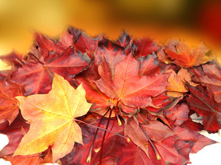 Wall Mural - autumn background forest with maple trees and sunny beams