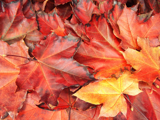 Wall Mural - autumn background forest with maple trees and sunny beams