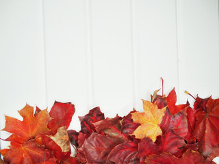 Wall Mural - autumn forest with maple trees on wooden background