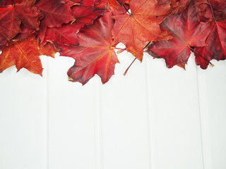 Wall Mural - autumn forest with maple trees on wooden background