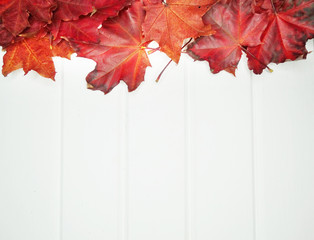 Wall Mural - autumn forest with maple trees on wooden background