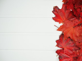 Wall Mural - autumn forest with maple trees on wooden background