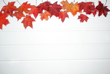 Wall Mural - autumn forest with maple trees on wooden background