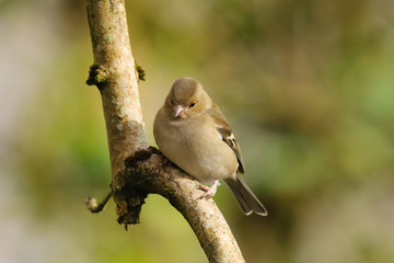 Wall Mural - Close up of a female Chaffinch (Fringilla coelebs) perched on a branch in the sunshine.  Taken at my local nature reserve in Cardiff, Wales, UK