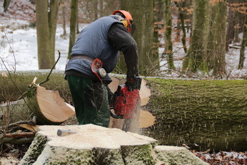 Wall Mural - ein Holzfäller bei der Arbeit mit der Kettensäge