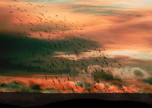 Flying Wading Birds Silhouetted Against Red Sky And Clouds