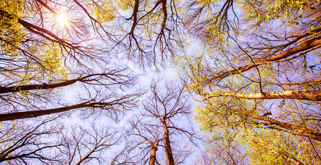 Wall Mural - Forest tree branches blue sky