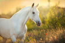White Horse Portrait In Poppy Flowers At Sunrise Light