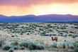 © Tandem Stock - A wild horse (mustang) grazes in a field outside of Elko, Nevada with a beautiful sunset overhead.