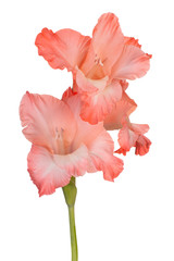 Wall Mural - gladiolus flower isolated