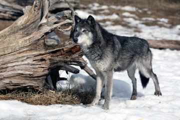 Wall Mural - magestic wolf staring in the snow, montana