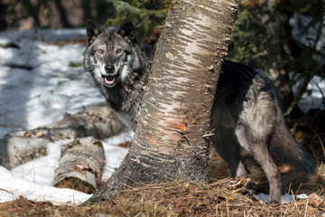 Wall Mural - magestic wolf staring in the snow, montana