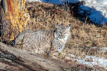 Wall Mural - bobcat in the snow, montana