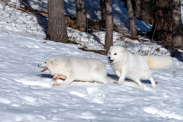 Wall Mural - arctic fox running and playing in the snow, montana