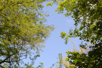 Wall Mural - Sky view through the tree leaves