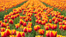 Field Of Red And Yellow Tulips