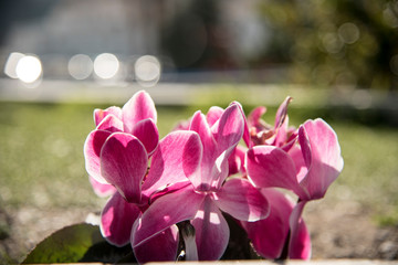 Wall Mural - Colorful flowers with blurred background in spring