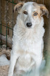 closeup portrait sad homeless abandoned white dog in shelter