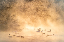 Swans Swimming On A Lake In Winter With Fog In The Background