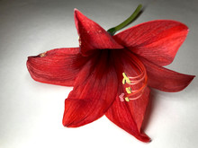 Deep Red Flower Of Amaryllis On White Background With Shades And Copy Space.