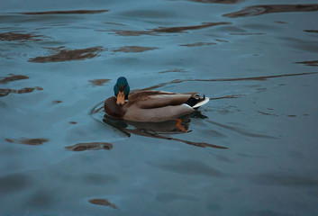 beautiful duck  water