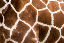 Real Giraffe Skin Or Background Texture Fur. Animal Pattern Detail Wide Banner.