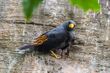 Black Bird With Yellow Beak And Orange Wings