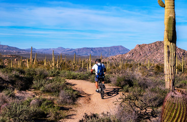 Wall Mural - Mountain Biker on Desert Trail In Arizona With Cactus