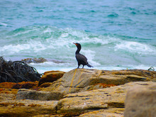 Penguin On Rock