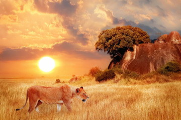 Wall Mural - lion female in the african savanna against the backdrop of beautiful sunset. serengeti national park