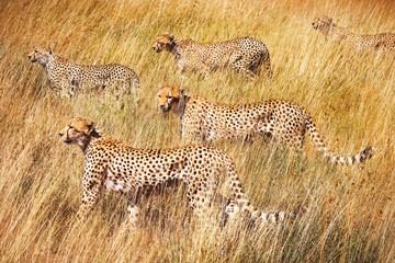 Wall Mural - group of cheetahs on the hunt . serengeti national park . tanzania.