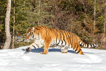 Wall Mural - tiger playing in the snow