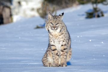 Wall Mural - bobcat in the snow, montana