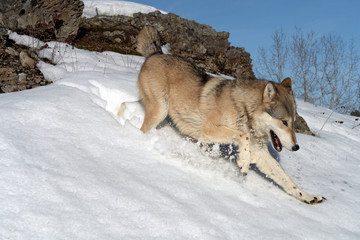 Wall Mural - wolf running in the snow, montana