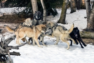 Wall Mural - wolf pack playing in the snow, montana