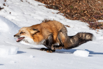 Wall Mural - red fox in the snow, montana
