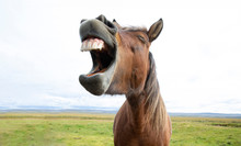 Funny Horse Face Free Stock Photo Public Domain Pictures