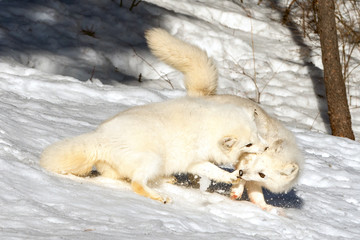 Wall Mural - arctic fox running and playing in the snow, montana