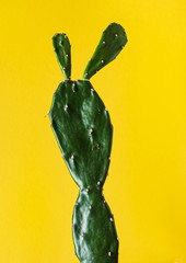 Wall Mural - funny cactus on the color background