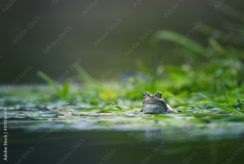 frog on green pond - obrazy, fototapety, plakaty 
