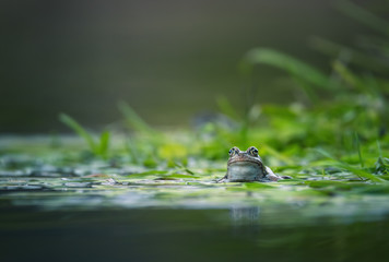 frog on green pond