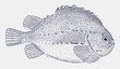 Lumpsucker lumpfish cyclopterus lumpus, a fish from the Western Atlantic Ocean