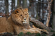 Katanga lion (Panthera leo bleyenberghi)