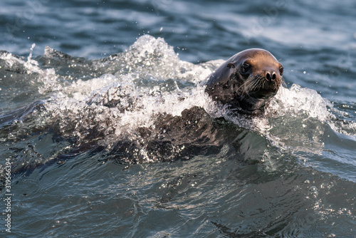 Photo Sea Lion in the Waves - Monterey Bay, California