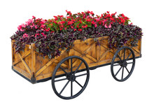 Isolated. Colorful Flowers On Trolley Or Cart Wooden In Garden On A White Background