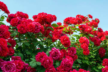 Close up shot of a red rose bush