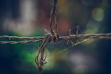 Barbed Wire Fence, Process Vintage Tone