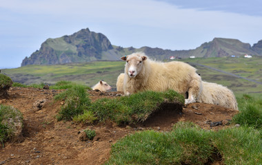 Icelandic sheep on Heimaey, the largest island in the Vestmannaeyjar (westman islands) archipelago, ICELAND.