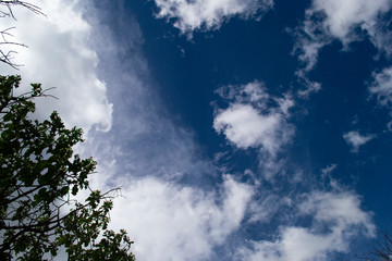 nubes blancas arriba de un árbol