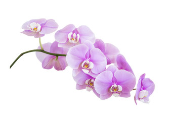 Wall Mural - Pink phalaenopsis orchid flowers